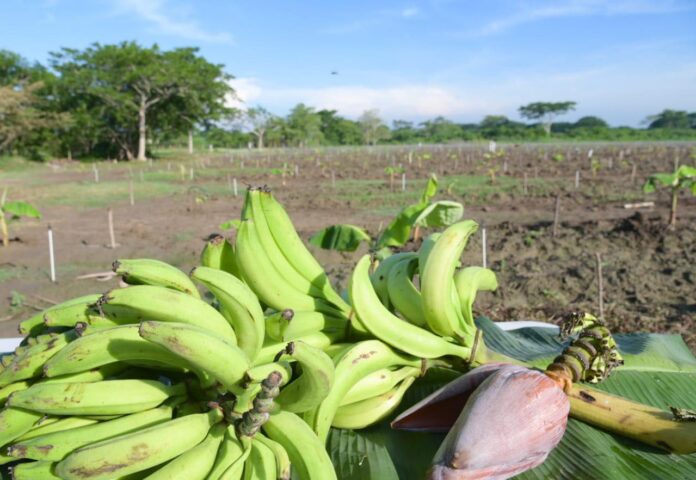 A A PLATANOS