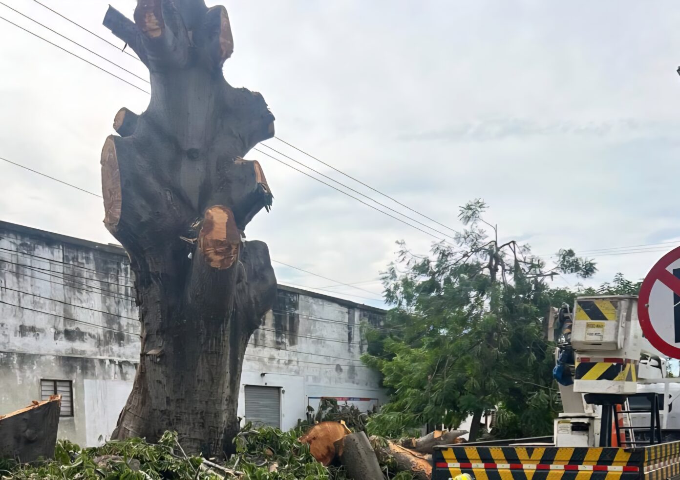 Por representar un peligro, tumban con tutela histórica bonga en ...