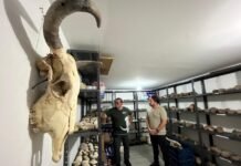 Investigación paleontológica de jóvenes de La Peña, seleccionada en GEMAS 2026